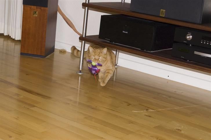 Huskat Bastian - Mors lille tiger :o) billede 6