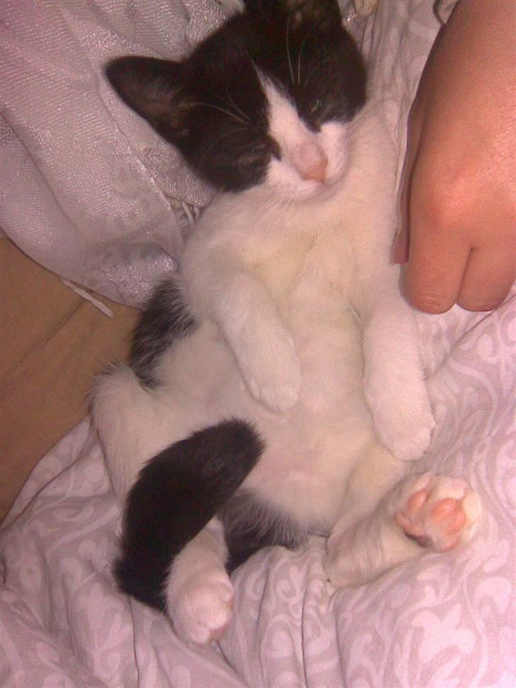 Blanding af racer Molly billede 11