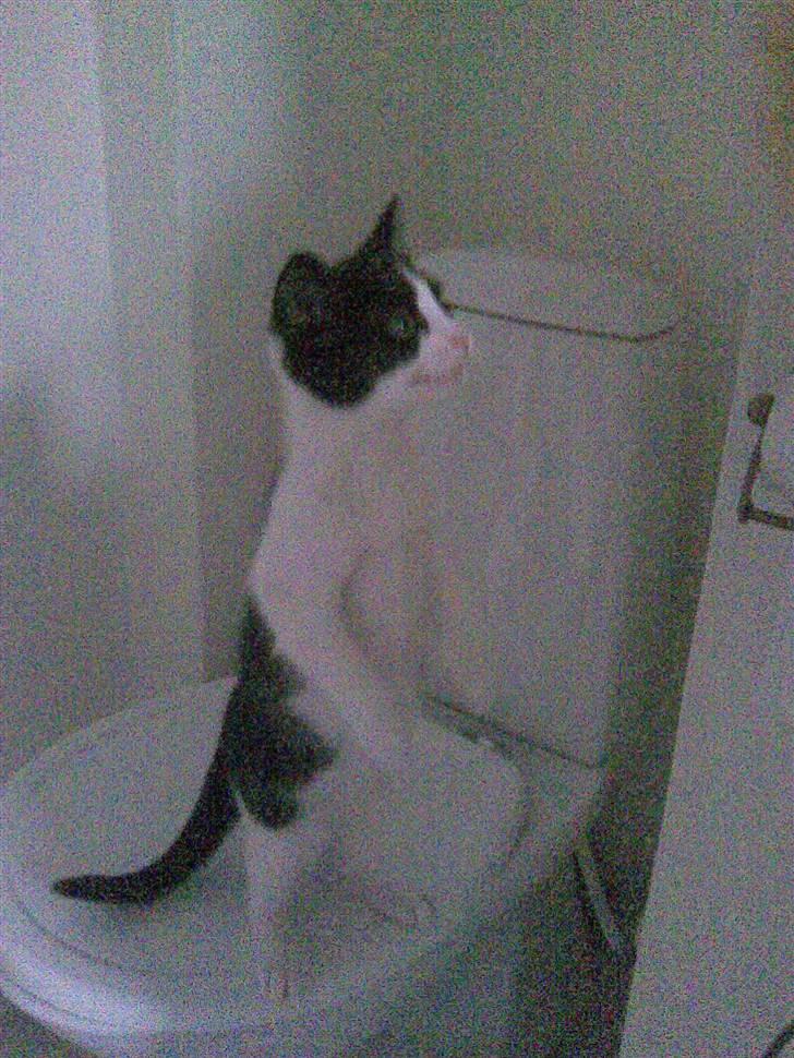 Blanding af racer Molly billede 12