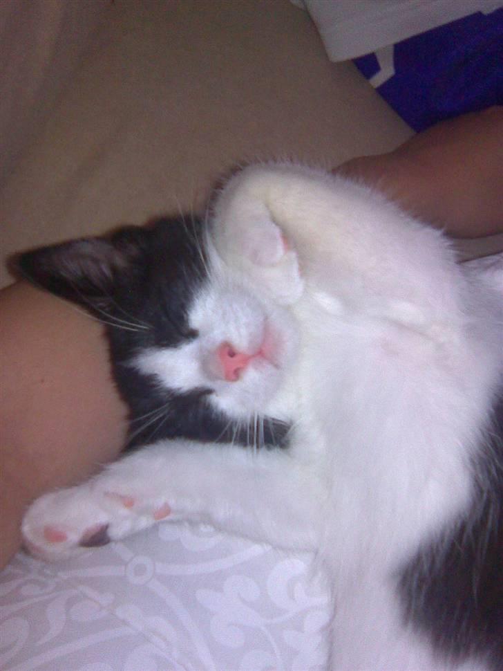 Blanding af racer Molly billede 13