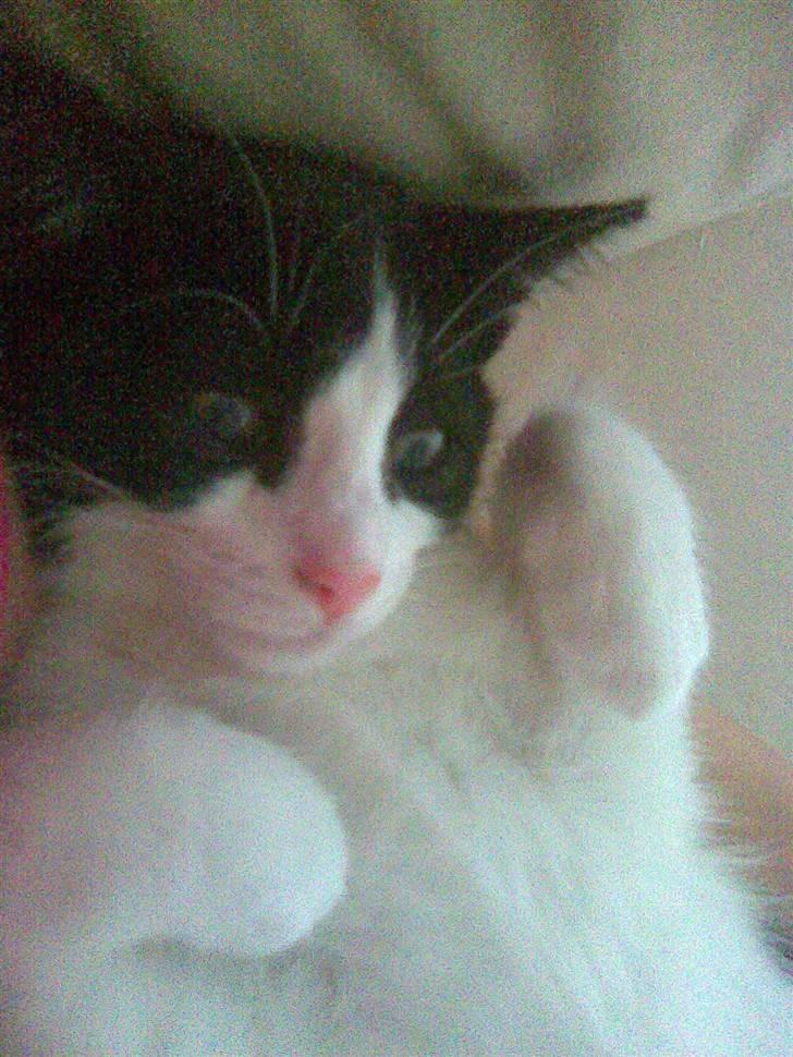 Blanding af racer Molly billede 14