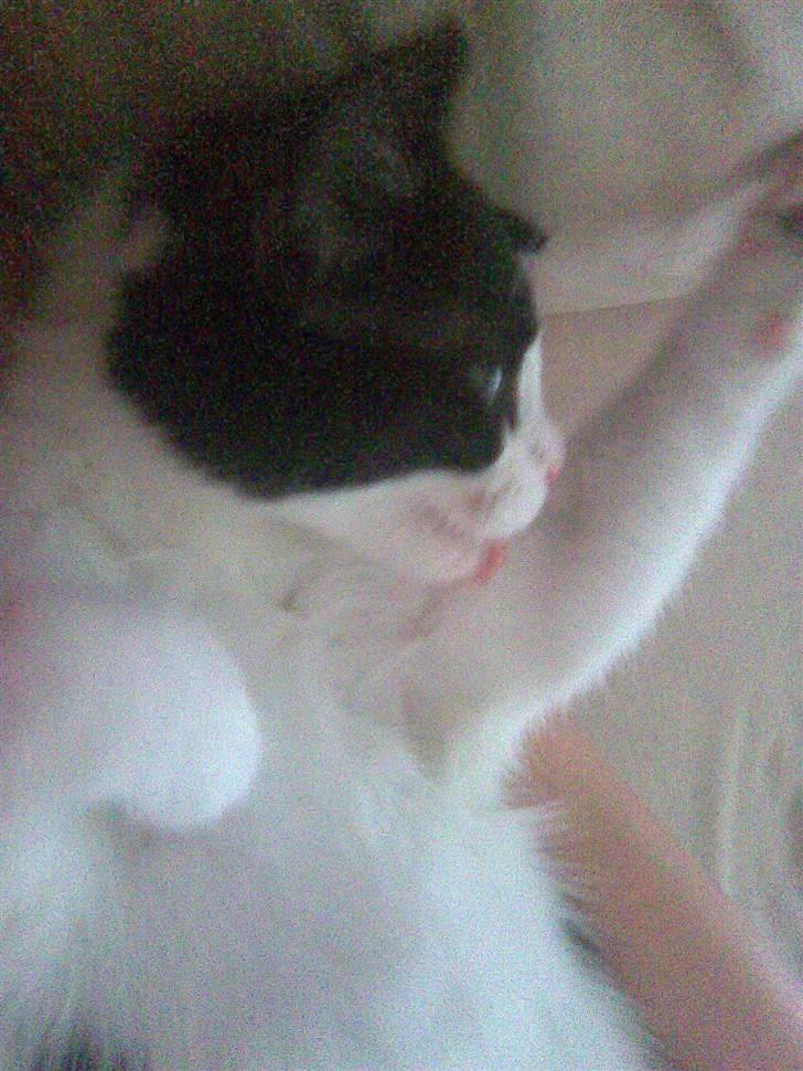 Blanding af racer Molly billede 15