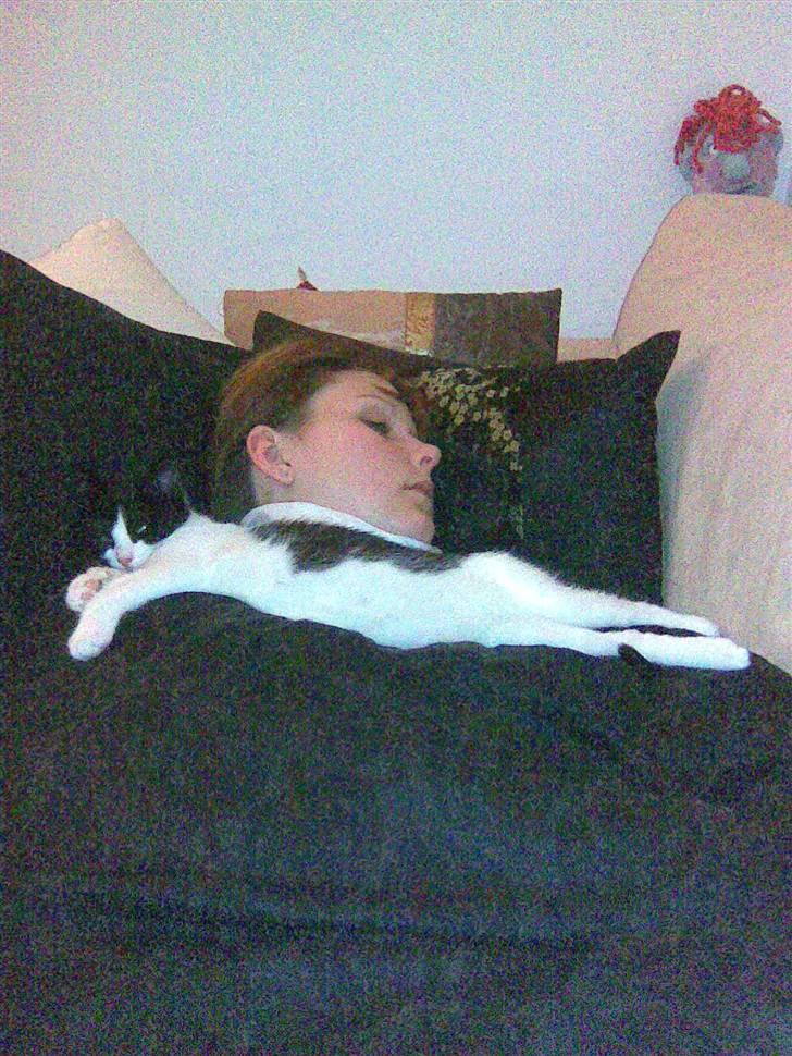 Blanding af racer Molly billede 16