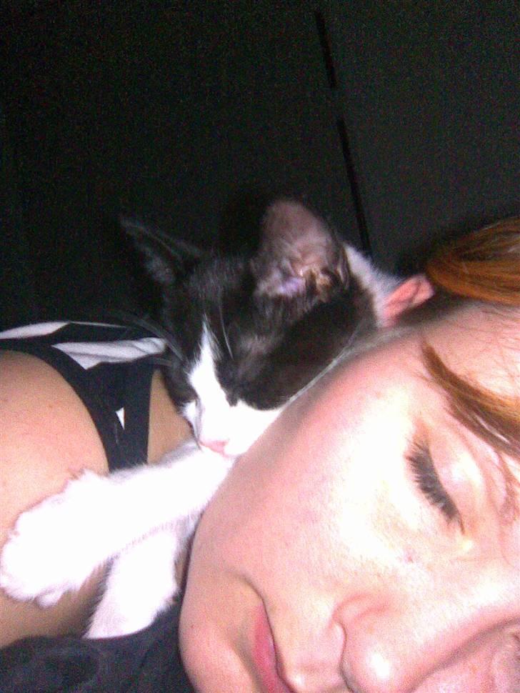 Blanding af racer Molly billede 17