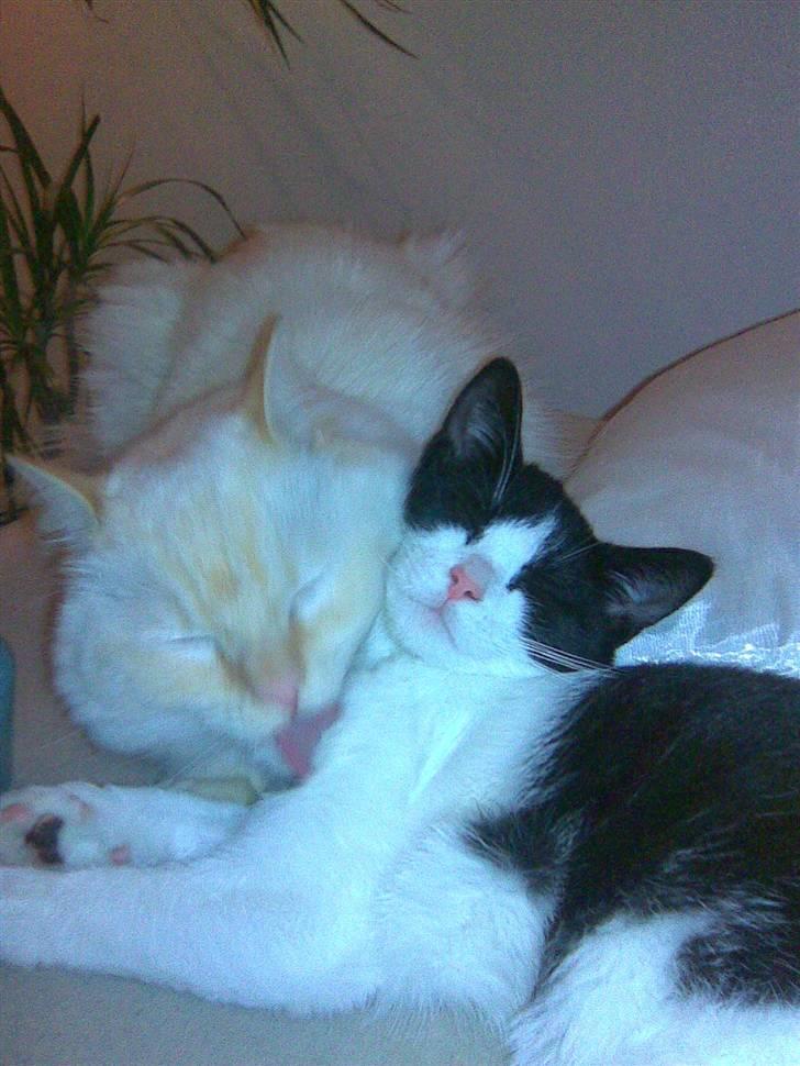 Blanding af racer Molly billede 18