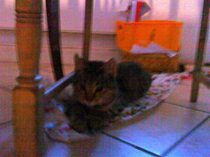 Huskat oliver billede 7