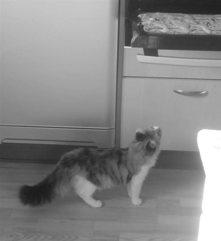 Maine Coon MissYa 03.05. - Der ser spændene ud, når der bliver gjort ovn rent. billede 20