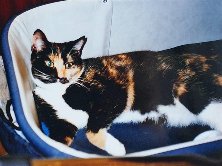 Huskat Molly - R.I.P. billede 1