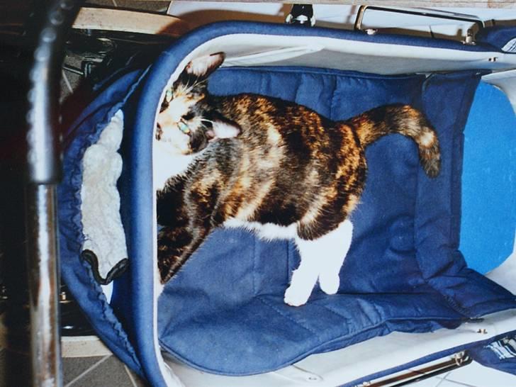 Huskat Molly - R.I.P. billede 2