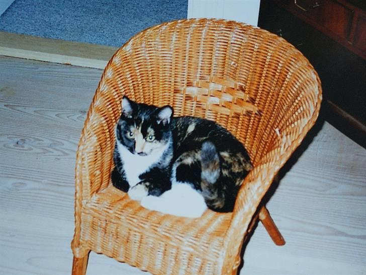 Huskat Molly - R.I.P. billede 3