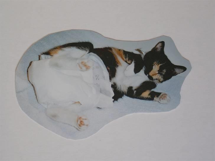 Huskat Molly - R.I.P. billede 4