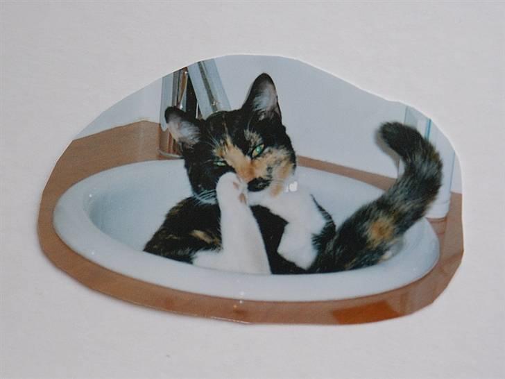 Huskat Molly - R.I.P. billede 5