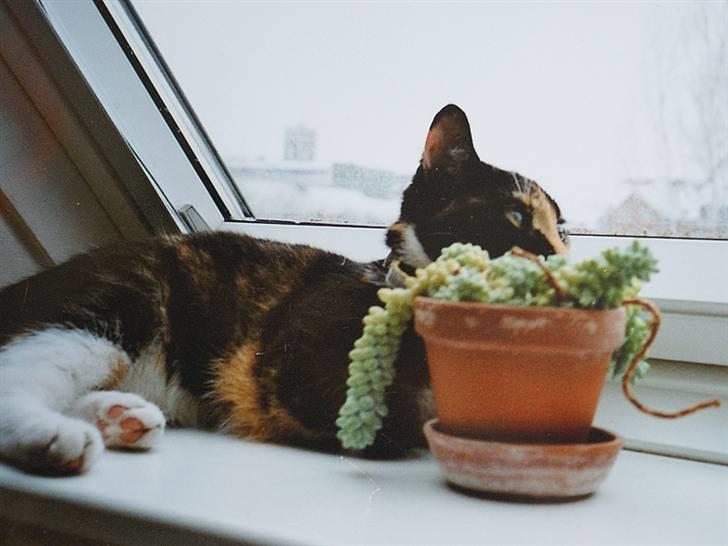 Huskat Molly - R.I.P. billede 6