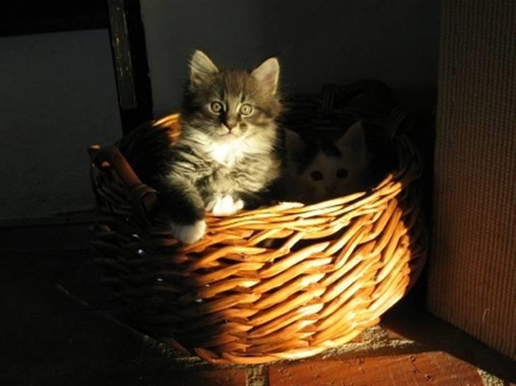 Maine Coon Nalle billede 1