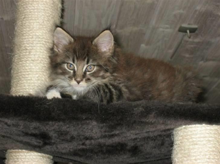 Maine Coon Nalle billede 2