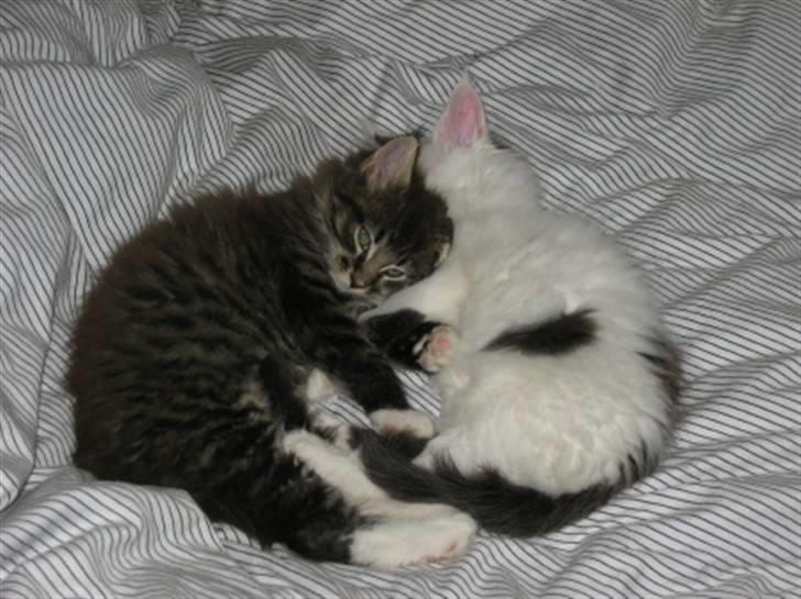 Maine Coon Nalle billede 3