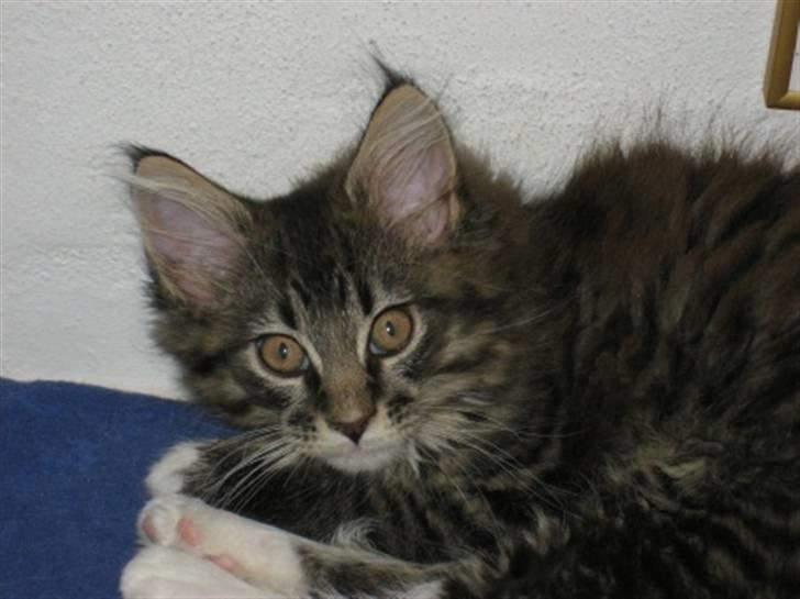 Maine Coon Nalle billede 4