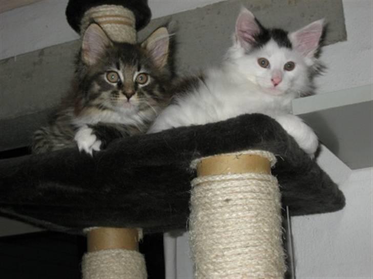 Maine Coon Nalle billede 5