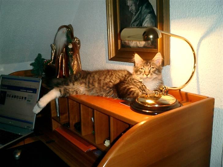 Maine Coon Nalle billede 6