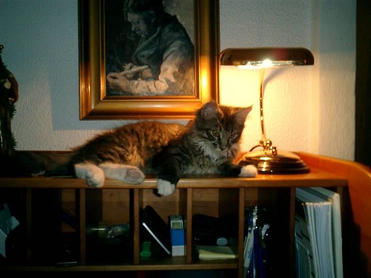 Maine Coon Nalle billede 7