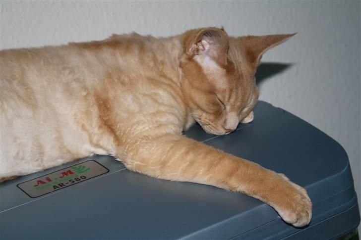 Devon Rex DK Crispus Luke SkyWalker billede 13