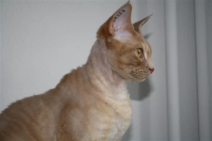 Devon Rex DK Crispus Luke SkyWalker billede 14