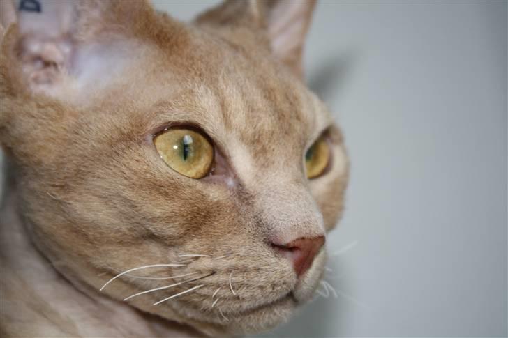 Devon Rex DK Crispus Luke SkyWalker billede 15
