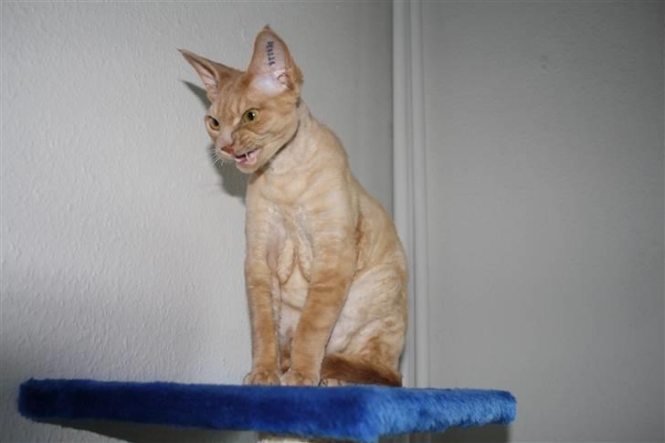 Devon Rex DK Crispus Luke SkyWalker billede 16