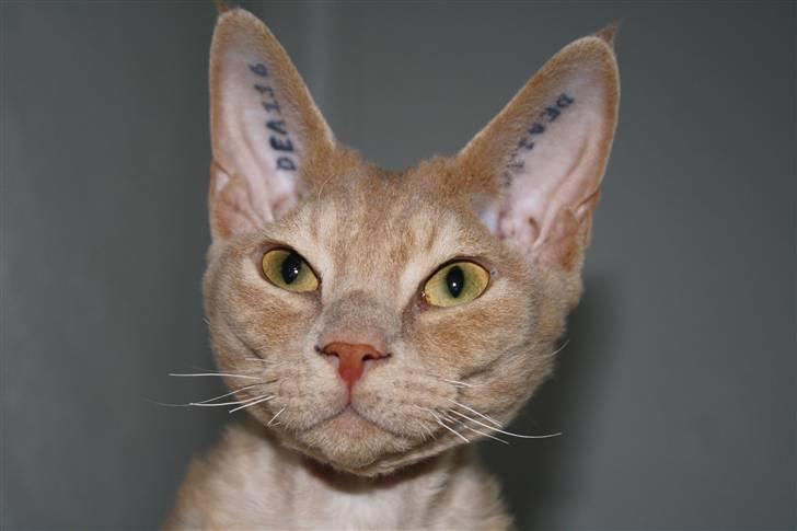 Devon Rex DK Crispus Luke SkyWalker billede 17
