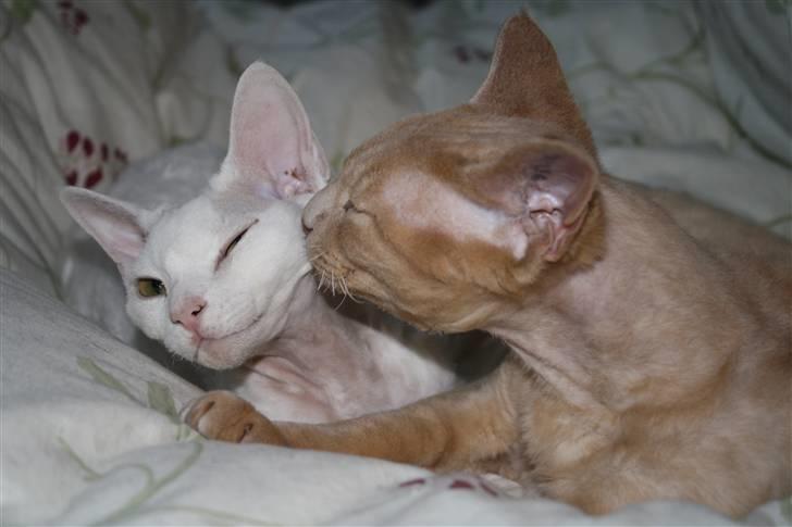 Devon Rex DK Crispus Luke SkyWalker billede 18