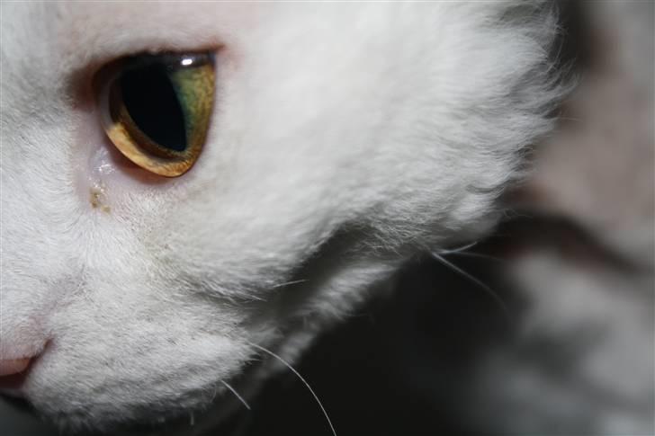 Devon Rex S* Lovestory billede 6