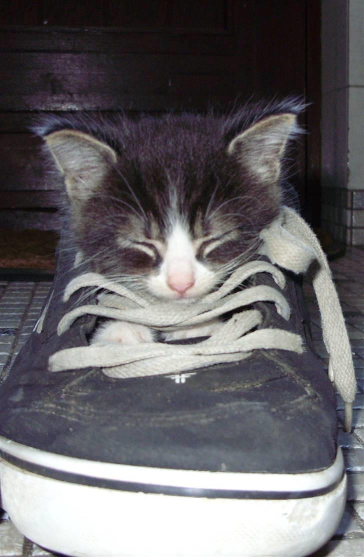 Huskat Gert billede 1