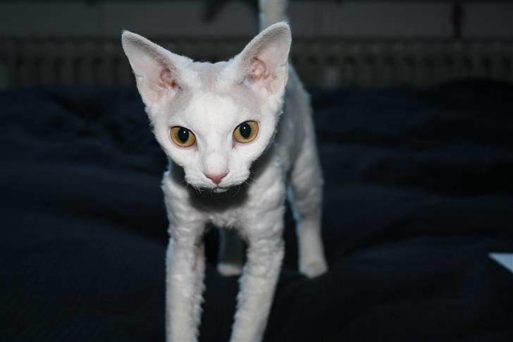 Devon Rex S* Lovestory billede 7