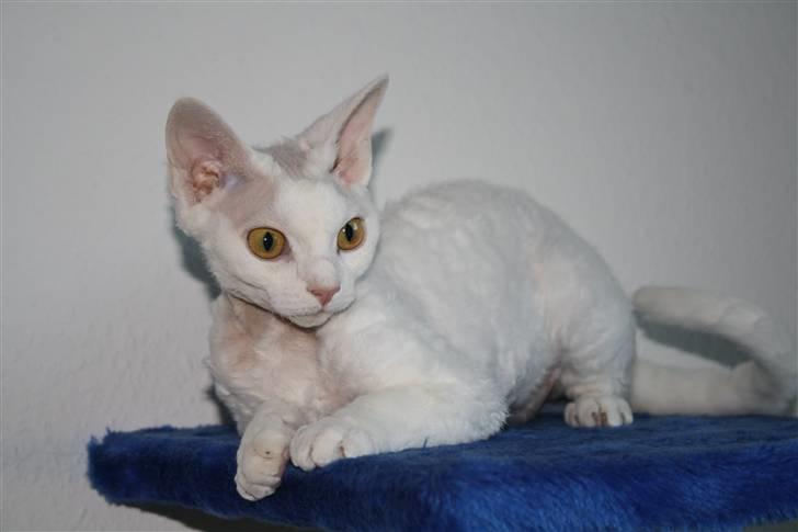 Devon Rex S* Lovestory billede 8