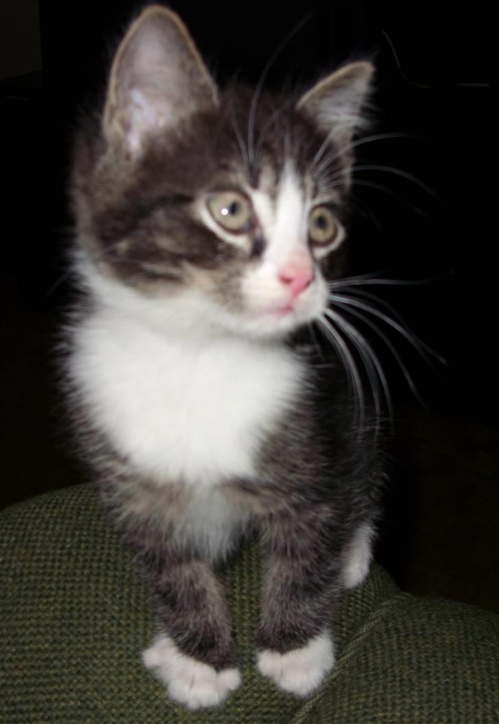 Huskat Gert billede 2