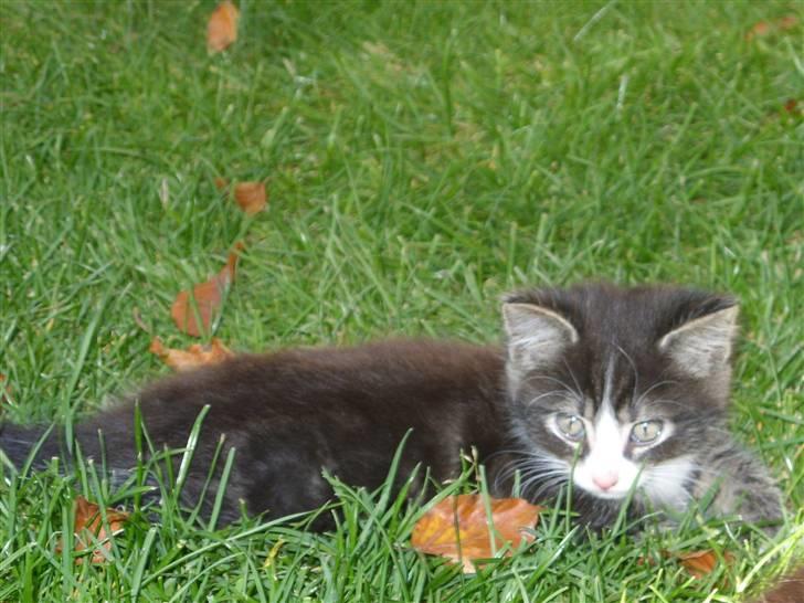 Huskat Gert billede 3