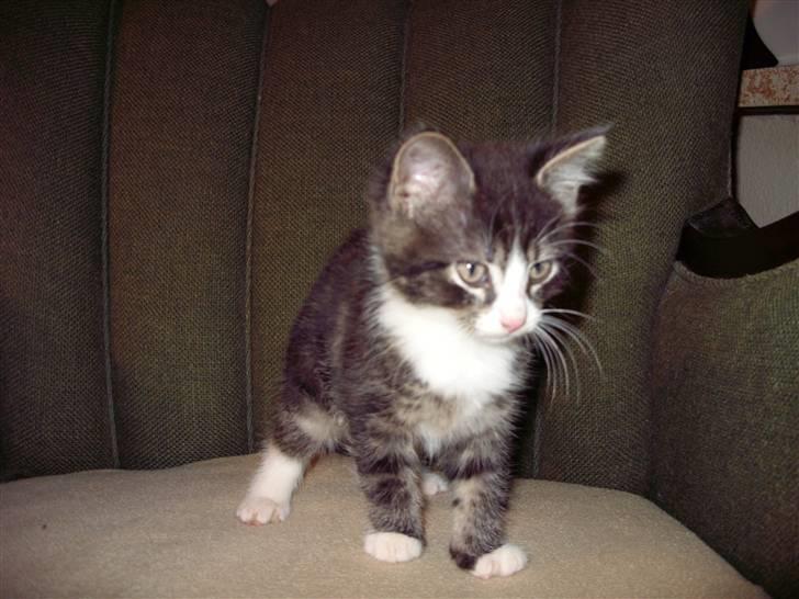 Huskat Gert billede 4