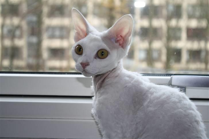 Devon Rex S* Lovestory billede 9