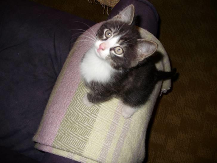 Huskat Gert billede 5