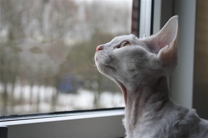 Devon Rex S* Lovestory billede 10