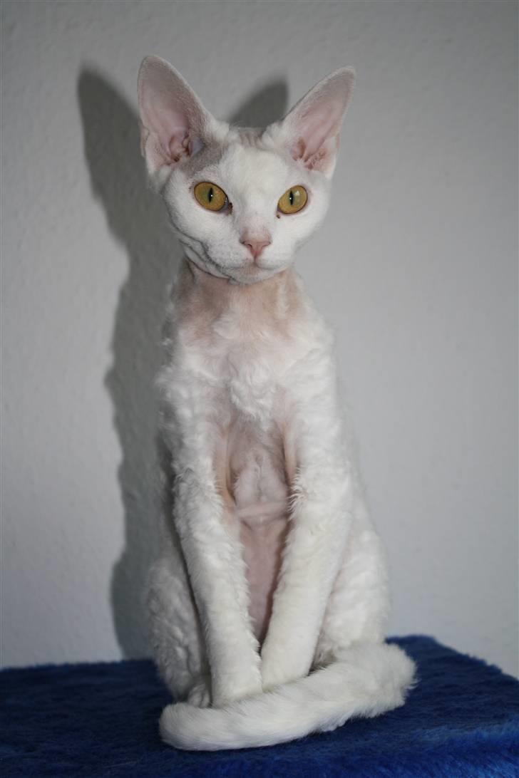 Devon Rex S* Lovestory billede 11