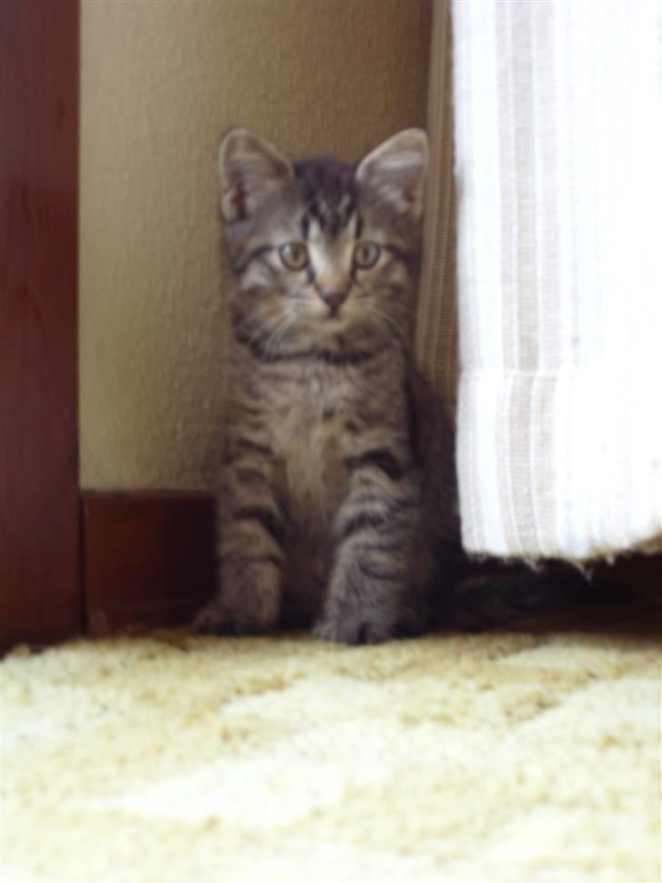 Huskat Mogens billede 1