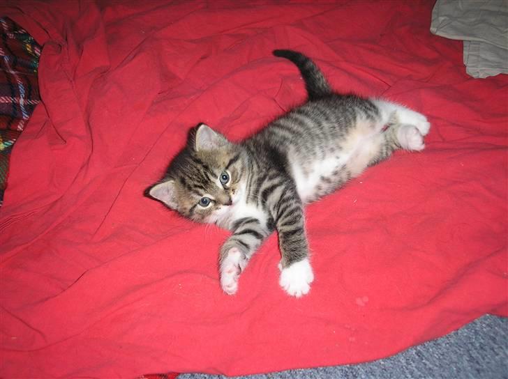 Huskat Pyrus - løbet hjemmefra:( - Er jeg ikke dejlig??? billede 4