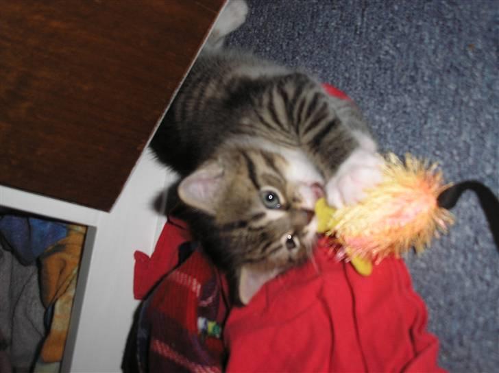 Huskat Pyrus - løbet hjemmefra:( - Jeg har en mus, og du får den ikke... billede 5