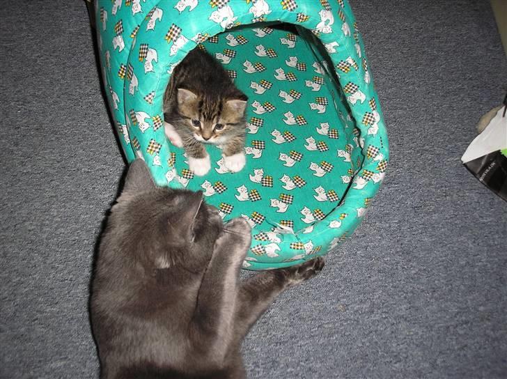 Huskat Pyrus - løbet hjemmefra:( - Er glad for min hule, mor må ikke være her... billede 6