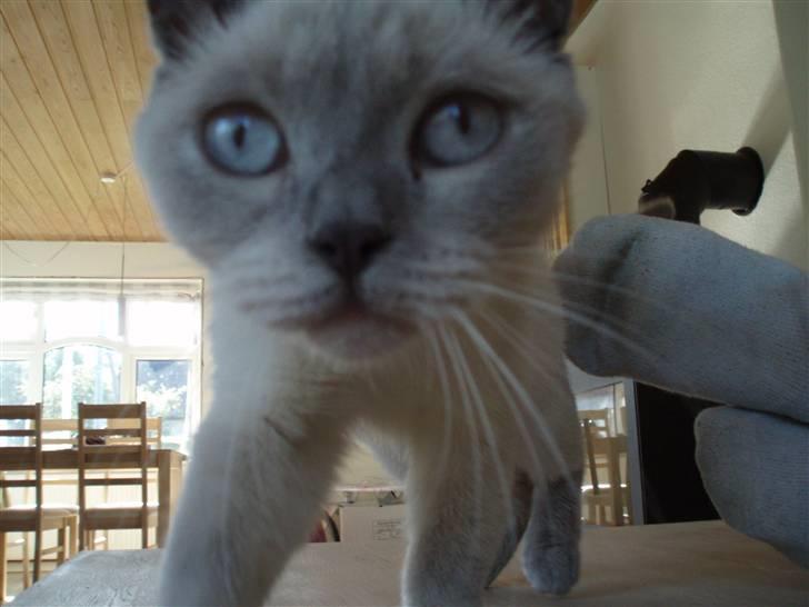 British Shorthair Darling billede 1