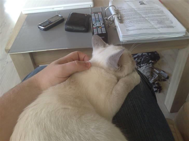 British Shorthair Darling billede 2