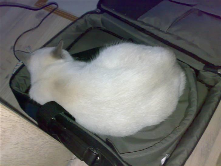 British Shorthair Darling billede 3