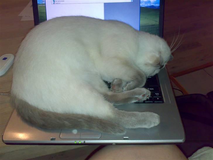 British Shorthair Darling - Computere er bare det bedste billede 4