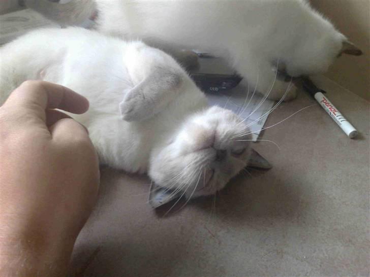 British Shorthair Darling - Årh, jeg kan lige holde til at blive kløet på maven billede 5